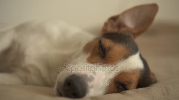 Kleiner Hund auf dem Bett liegend — Stockvideo