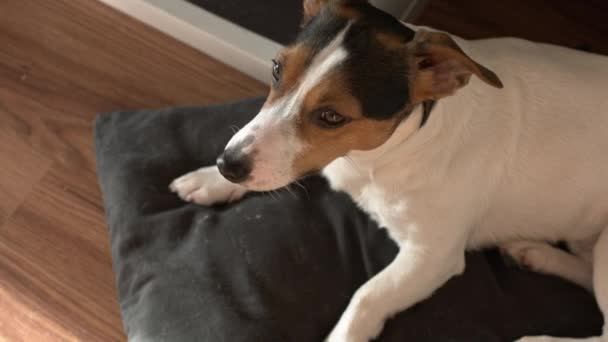 Jack Russell Terrier yace en su casa . — Vídeos de Stock