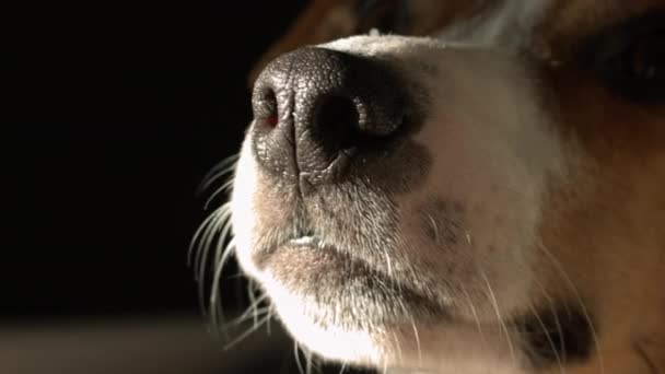 Bonito Jack Russell terrier — Vídeo de Stock