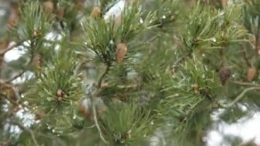 Koniler ve eriyen kar ile çam dalı