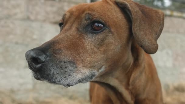Retrato de gran perro jengibre — Vídeo de stock