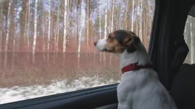 Köpek kafasını araba pencereden dışarı sıkışmış.