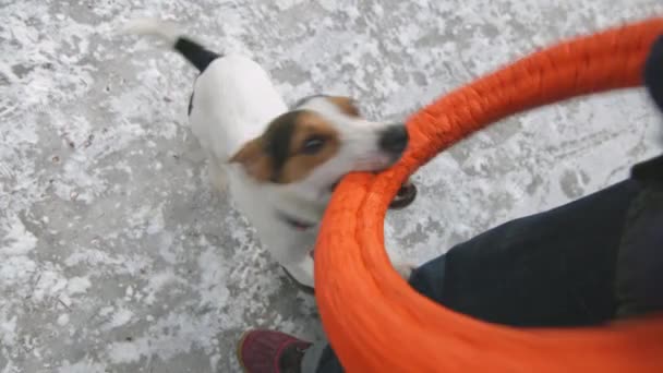 Jack Russell im Schnee spielt mit seinem Spielzeug — Stockvideo