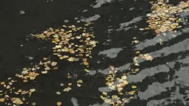 In den Fluss gefallen gelbe Herbstblätter — Stockvideo