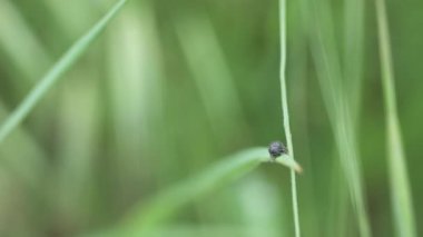 çimenlerin üzerinde küçük böcekler