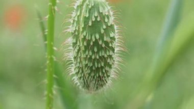 Yeşil tomurcuğu vahşi gelincik