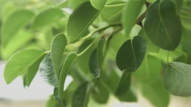 Şiddetli bir yağmur sonra yapraklarda bahar yağmur damlaları