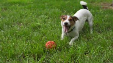 Sevimli köpek aramalar oynamak için