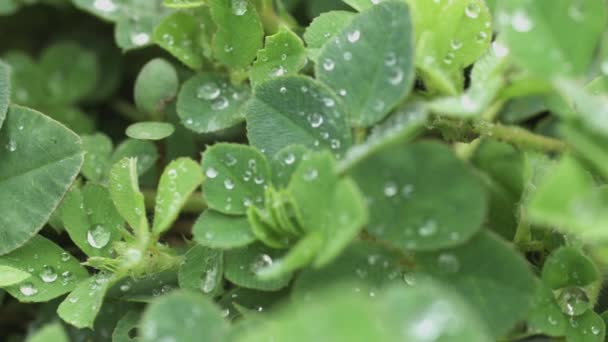 Po ulewnym deszczu krople deszczu wiosna na liściach — Wideo stockowe