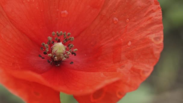Flores rojas de la amapola silvestre — Vídeo de stock