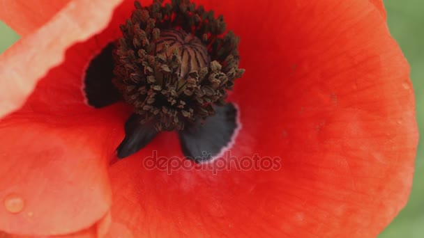 红色花的野生罂粟 — 图库视频影像