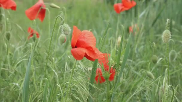 Röda blommor av vilda vallmo — Stockvideo