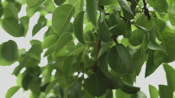 Después de una fuerte lluvia cae lluvia de primavera sobre las hojas — Vídeos de Stock