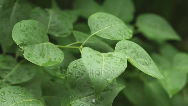 Después de una fuerte lluvia cae lluvia de primavera sobre las hojas — Vídeos de Stock