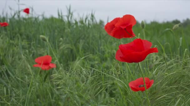 Piros virág a vad mák — Stock videók