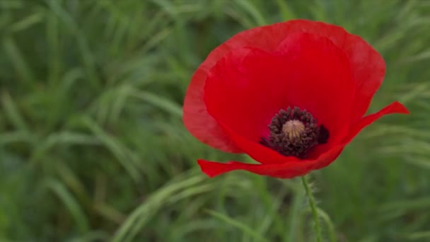 Κόκκινα άνθη της άγριας παπαρούνας — Αρχείο Βίντεο