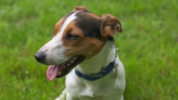 Netter Hund ruft zum Spielen — Stockvideo