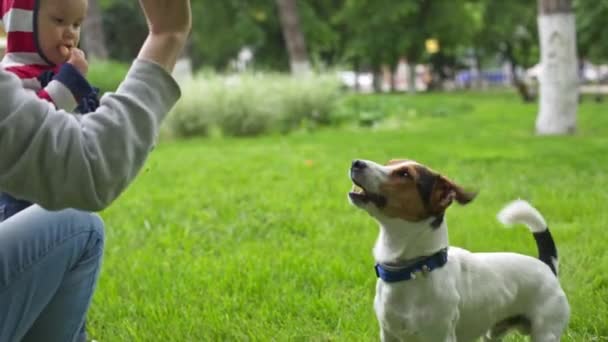 Mulher brincando com seu cão no parque — Vídeo de Stock