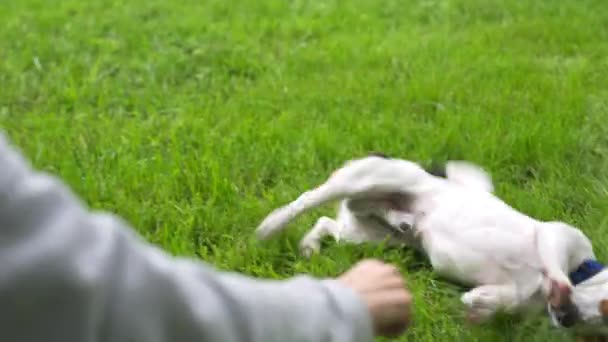 Γυναίκα παίζει με το σκύλο της στο πάρκο — Αρχείο Βίντεο