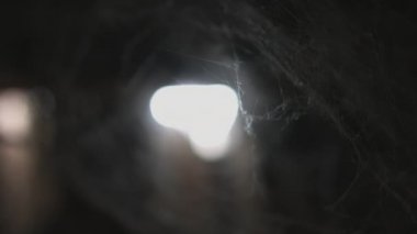 Örümcek ağı ya da örümcek web