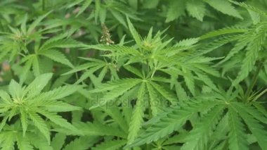 Esrar alan ruderalis