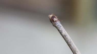 İnsanlar ve hayvanlar için kene tehdit