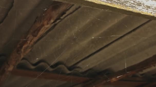Raagbol of spider web — Stockvideo
