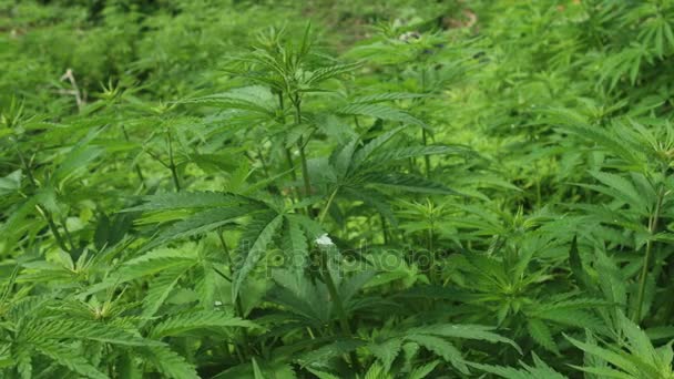 Campo de Cannabis ruderalis — Vídeo de Stock