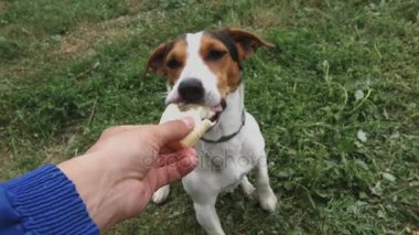 küçük köpek ırkları Jack Russell Terrier dondurma yiyor