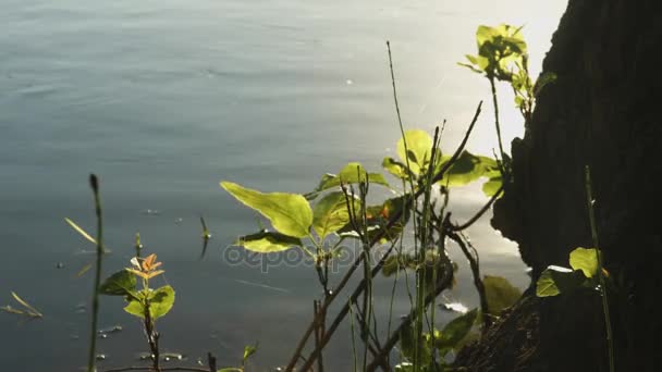 Vista del tranquilo agua del río — Vídeos de Stock