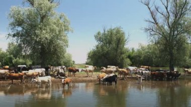 Nehir kıyısında inek otlatmak