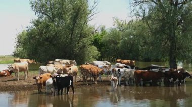 Nehir kıyısında inek otlatmak