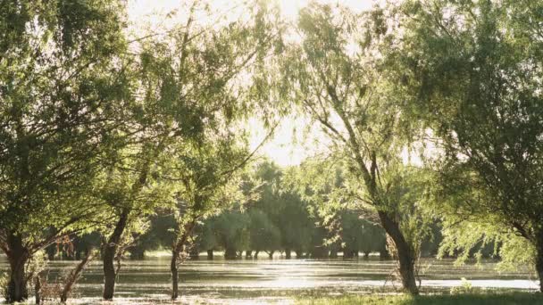 View of the calm river water — Stock Video