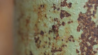 İnsanlar ve hayvanlar için kene tehdit