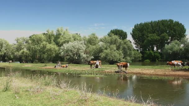 Las vacas pastan en la orilla del río — Vídeo de stock