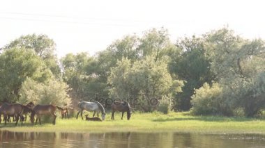 Atlar ve otlatma foals küçük sürüsü