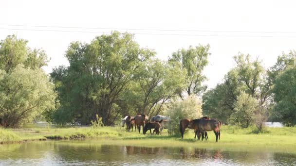 Atlar ve otlatma foals küçük sürüsü — Stok video