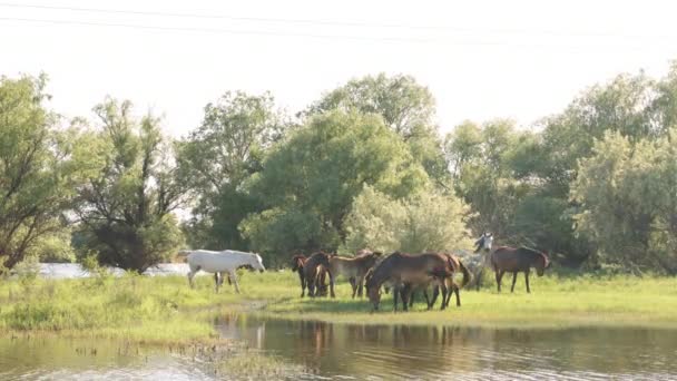 Kleine kudde paarden en veulens begrazing — Stockvideo