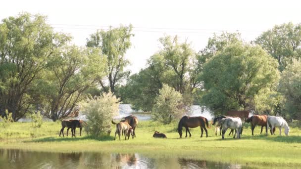 Pequeña manada de caballos y potros pastando — Vídeos de Stock