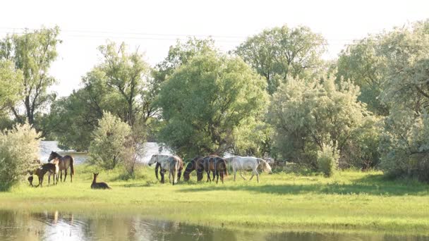 Kleine Herde von Pferden und Fohlen auf der Weide — Stockvideo