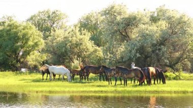 Atlar ve otlatma foals küçük sürüsü