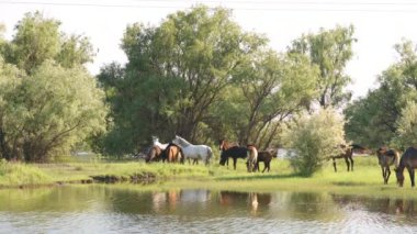 Atlar ve otlatma foals küçük sürüsü
