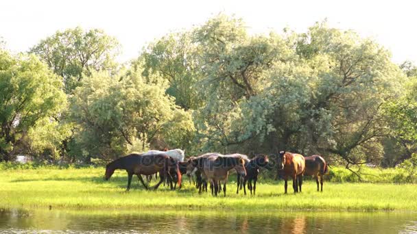 Pequeña manada de caballos y potros pastando — Vídeos de Stock