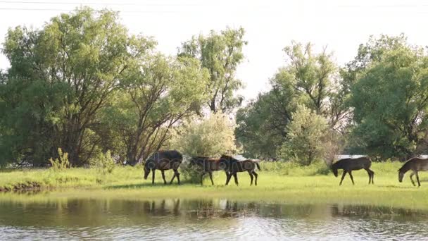 Petit troupeau de chevaux et poulains broutant — Video