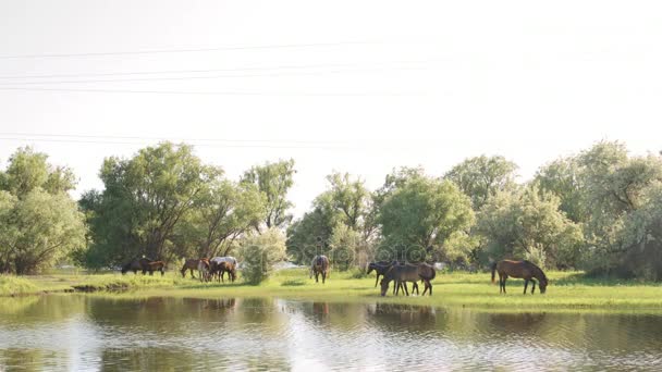 Kleine kudde paarden en veulens begrazing — Stockvideo