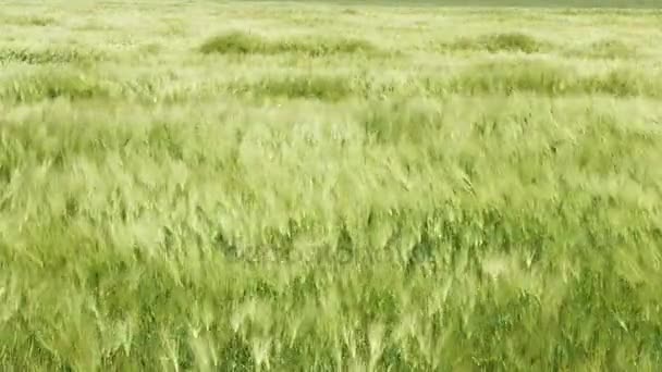 Onde del campo di grano mosse dal vento — Video Stock