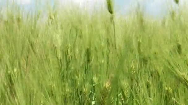 Ondas de campo de trigo movidas por el viento — Vídeo de stock