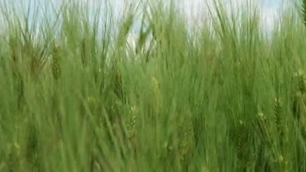 Vagues de champ de blé déplacées par le vent — Video