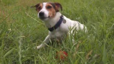 Köpek oyun çim