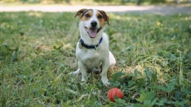 Çimenlerin üzerinde köpek kabuk ve topla oynamak için aramalar.